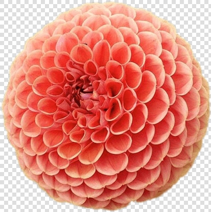 Pompom Chrysanthemum   Chrysanthemums Pompom  HD Png DownloadTransparent PNG