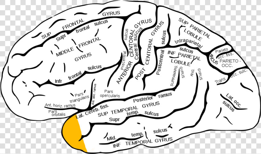 Gray726 Temporal Pole   Superior Parietal Lobule  HD Png DownloadTransparent PNG