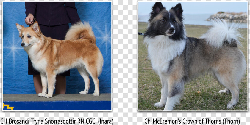 Mobirise   Icelandic Sheepdog  HD Png DownloadTransparent PNG