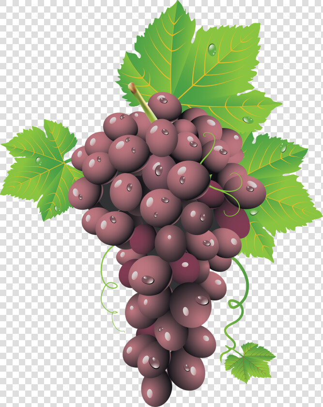 Red Grapes Png Image   Grape Clusters Png  Transparent PngTransparent PNG