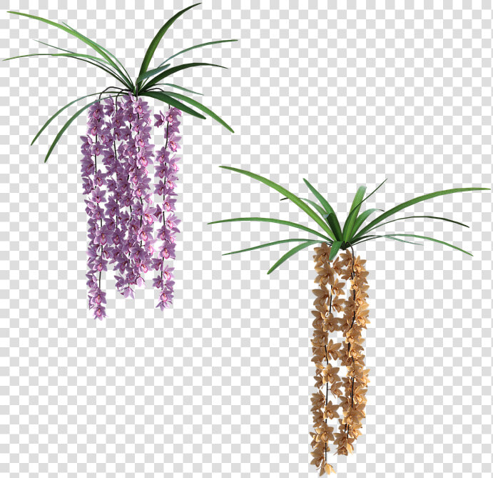 Houseplant  HD Png DownloadTransparent PNG