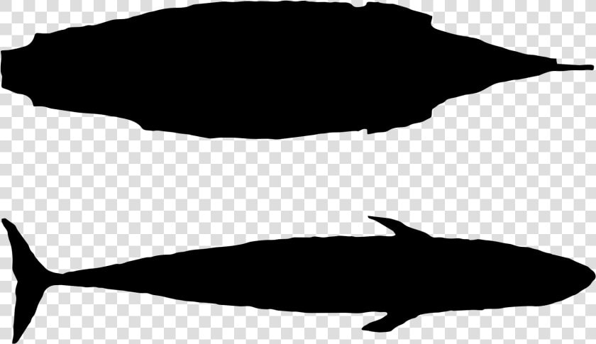 Mayflower Blue Whale Size  HD Png DownloadTransparent PNG