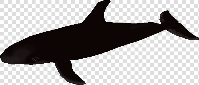 Download Zip Archive   Killer Whale  HD Png DownloadTransparent PNG