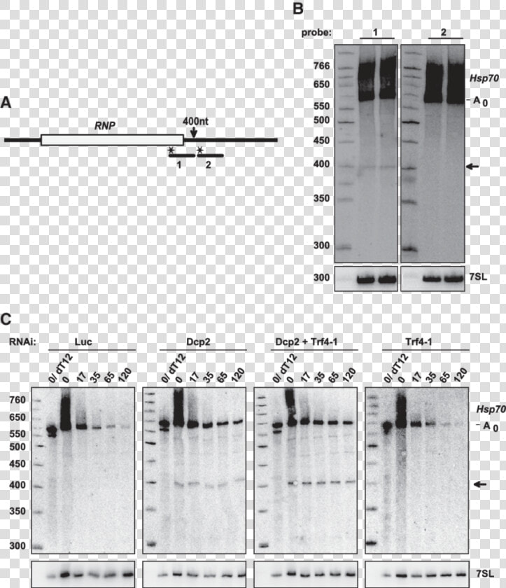 An Intermediate Of 3 ′ Decay Accumulates Upon Knockdown  HD Png DownloadTransparent PNG