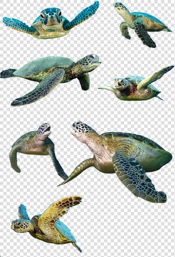 Turtle Isolated Water Turtle Free Photo   Baby Sea Turtles Transparent Background  HD Png DownloadTransparent PNG