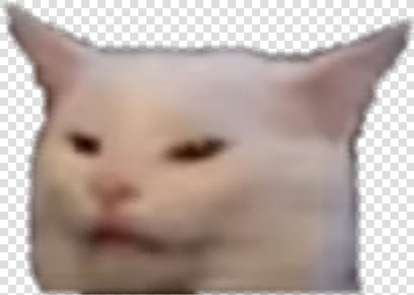 Disgusted Cat  HD Png DownloadTransparent PNG