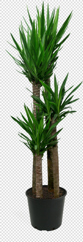 Houseplant  HD Png DownloadTransparent PNG