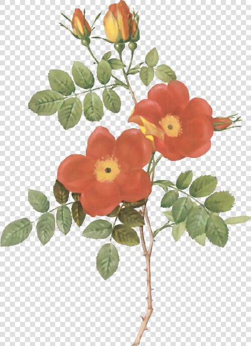 Transparent Vectores De Flores Png   Rose Austrian Briar Rose  Png DownloadTransparent PNG