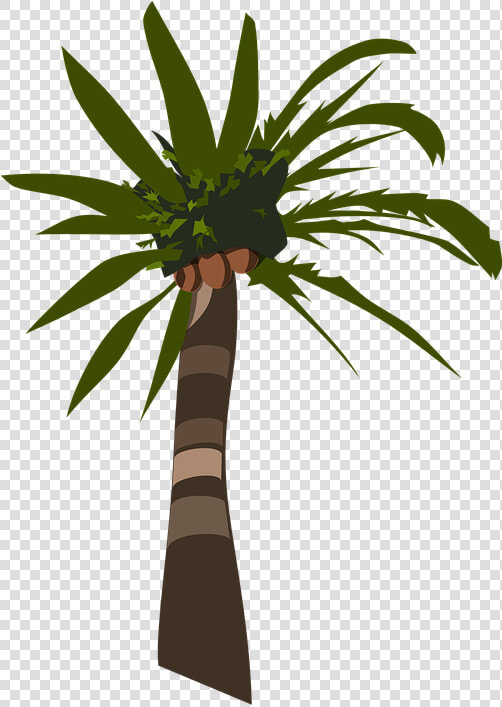 Palm  Tree  Plant  Tropical  Coconuts   Palm Tree Clip Art  HD Png DownloadTransparent PNG