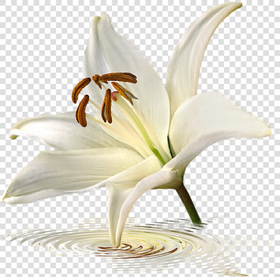 Avalanche Lily  HD Png DownloadTransparent PNG