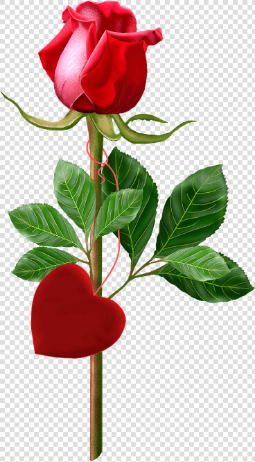 Beautiful Single Rose Red   Single Rose Image With Good Morning  HD Png DownloadTransparent PNG