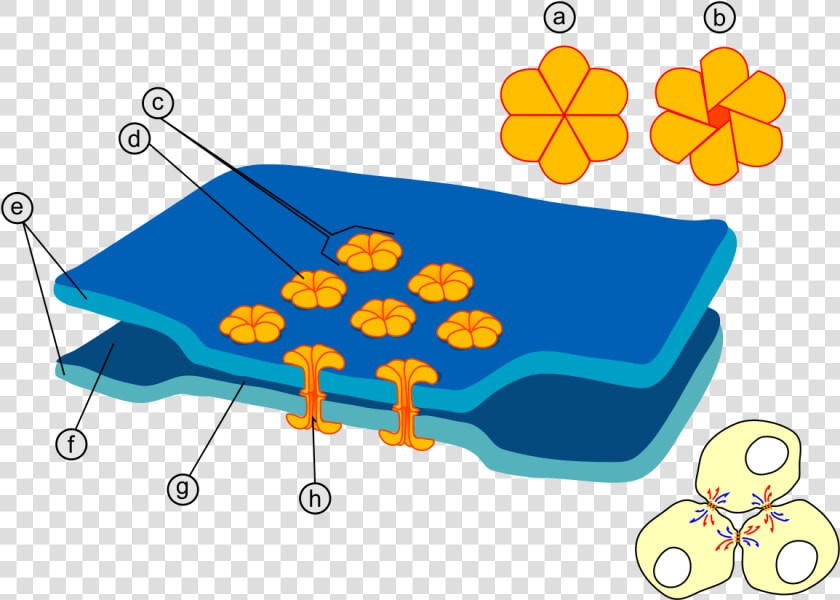 Gap Cell Junction Keys   Gap Junctions Structure  HD Png DownloadTransparent PNG