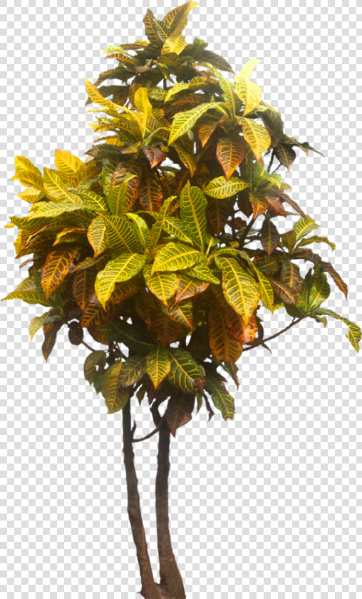 Tropical Garden Tropical Tree Png  Transparent PngTransparent PNG