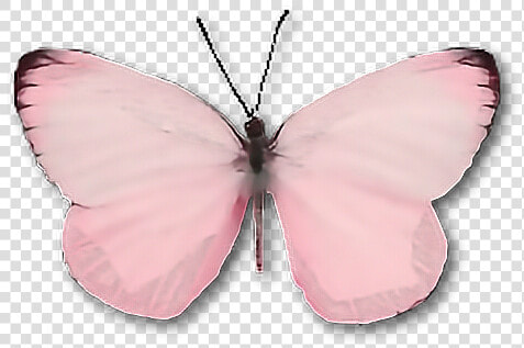  butterfly  moth  insect  pink  cute  wings   Aesthetic Light Pink Butterfly  HD Png DownloadTransparent PNG