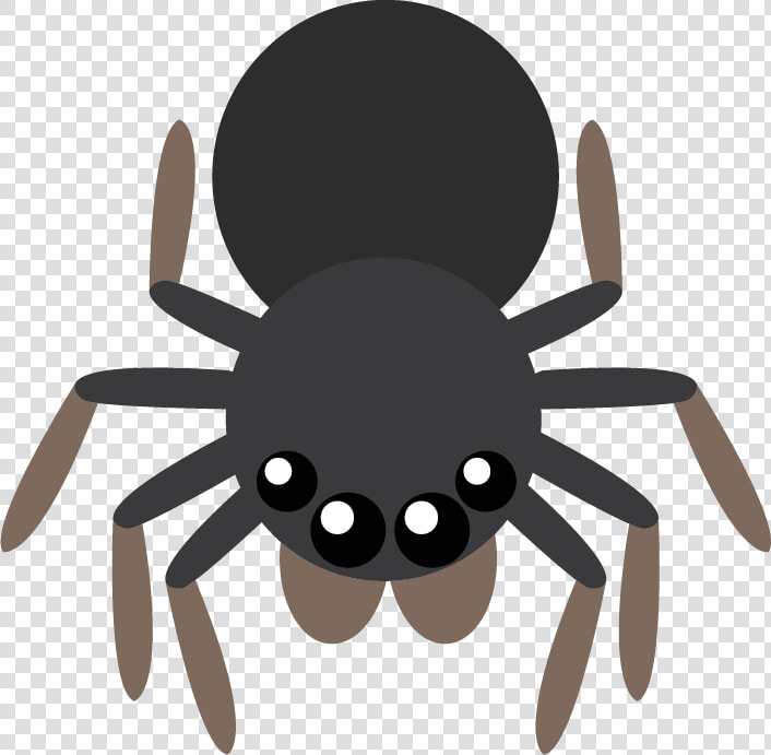 Tarantula  HD Png DownloadTransparent PNG