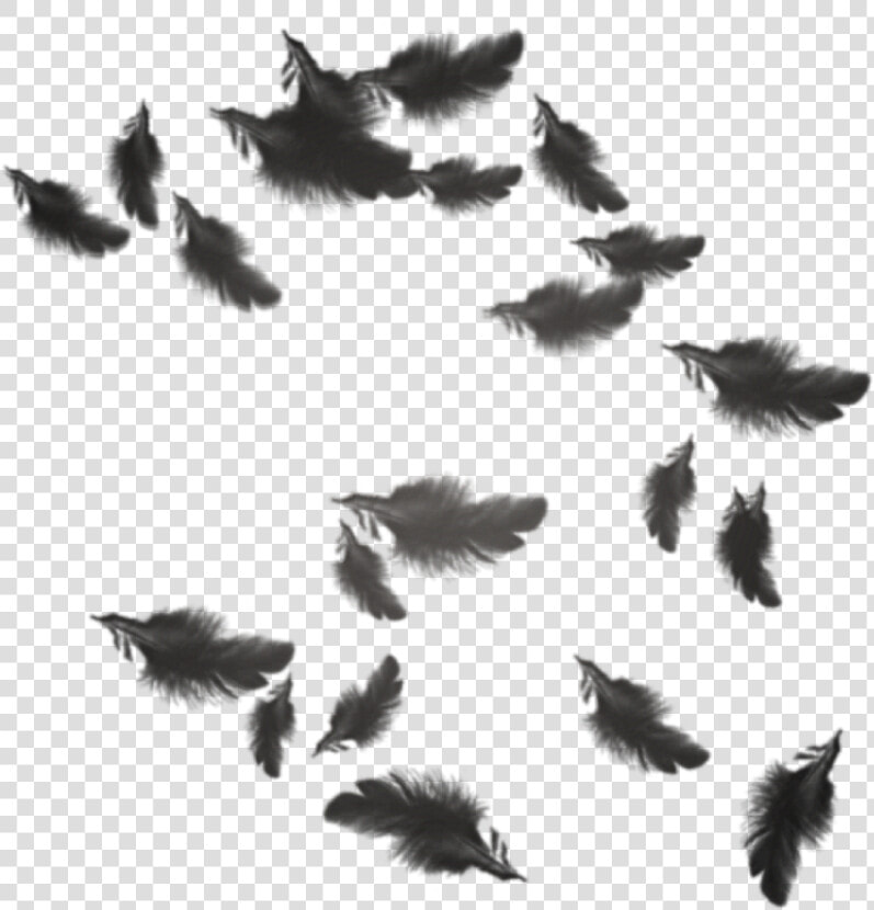 Transparent Plumas Png   Black Feathers Floating Png  Png DownloadTransparent PNG