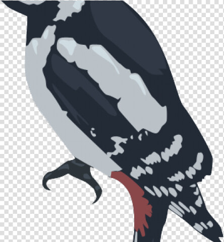 Woodpecker Png Transparent Images   Adã©lie Penguin  Png DownloadTransparent PNG