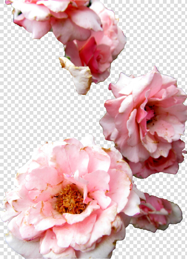 Transparent Flowers Roses Transparent Flowers Png Rose   Red Peony On Transparent Background  Png DownloadTransparent PNG