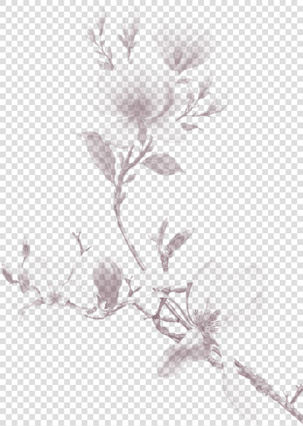 Rosa Glauca  HD Png DownloadTransparent PNG