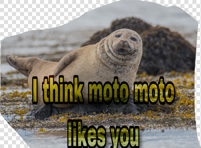 Scseal Seal Moto Freetoedit   Animal Prompts  HD Png DownloadTransparent PNG