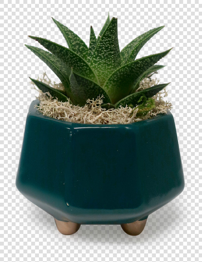 Gold Footed Haworthia Planter   Flowerpot  HD Png DownloadTransparent PNG