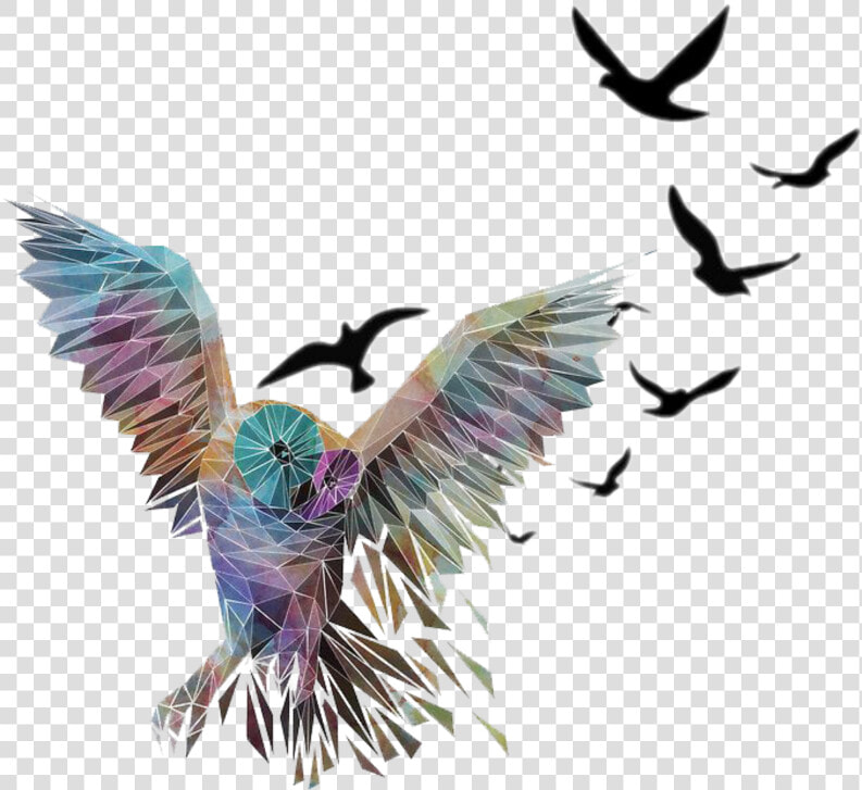  mq  owl  bird  flying  birds  black   Flying Birds Images White Background  HD Png DownloadTransparent PNG