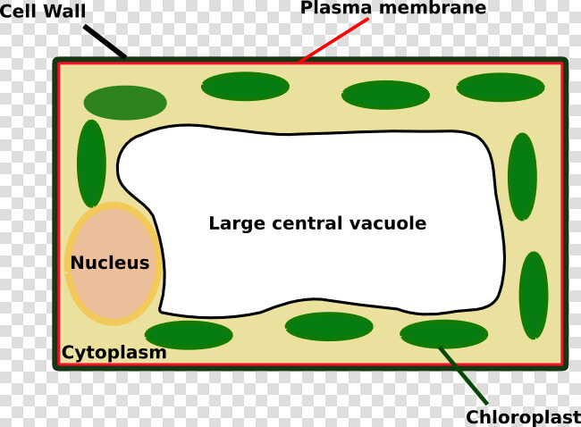 Plant Cell Looks Like   Png Download   Does A Plant Cell Look Like Under  Transparent PngTransparent PNG