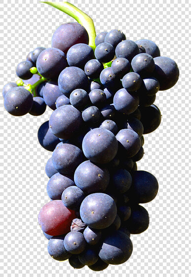 Illustration Isolated Grapes Henkel Grape   Grapes Isolated  HD Png DownloadTransparent PNG