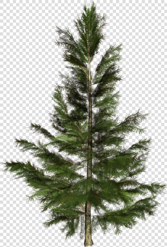 Spruce Christmas Tree Conifers Nordmann Fir   Pino De Conifera Png  Transparent PngTransparent PNG