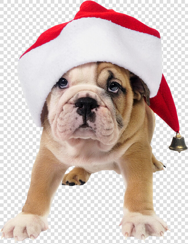 Clip Art Pet Santa Hat   Dog With Santa Hat  HD Png DownloadTransparent PNG