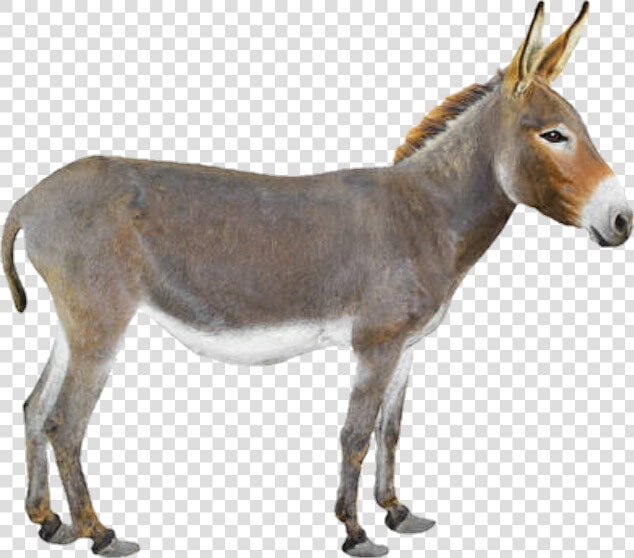  burro  donkey  dumb  scdonkey  🐴   Pizza Delivery On Donkey  HD Png DownloadTransparent PNG