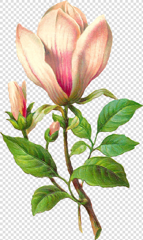 Flower Botanical Art Image   Antique Magnolia Botanical Illustration  HD Png DownloadTransparent PNG