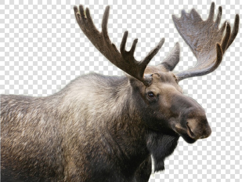 Moose Png Image   Moose In Stowe Vermont  Transparent PngTransparent PNG