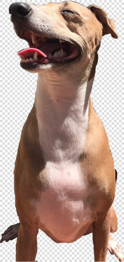 Jennamarbles Iggy Italiangreyhound Sticker Freetoedit   Peach Jenna Marbles Transparent  HD Png DownloadTransparent PNG