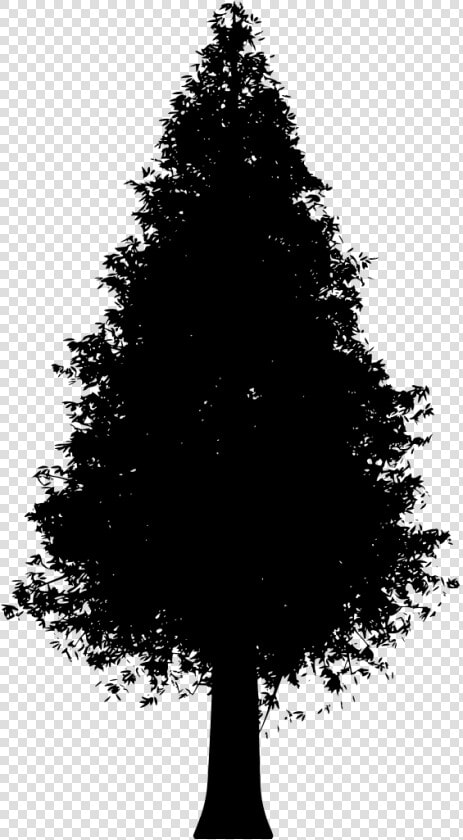 Trunk Spruce Png  Transparent PngTransparent PNG