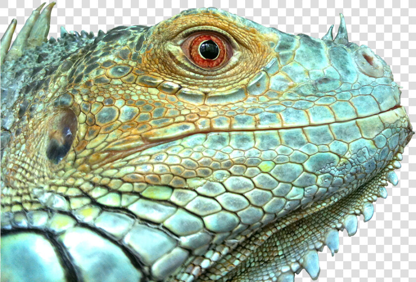 Iguana  Reptile  Lizard  Green  Blue  Face  Scale   Lizard Scales  HD Png DownloadTransparent PNG