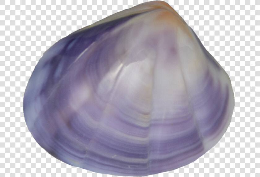 Baltic Clam  HD Png DownloadTransparent PNG