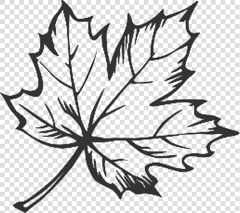 Tattoo Leaf Drawing Maple Sugar Hq Image Free Png Clipart   Line Drawing Of Leaf  Transparent PngTransparent PNG