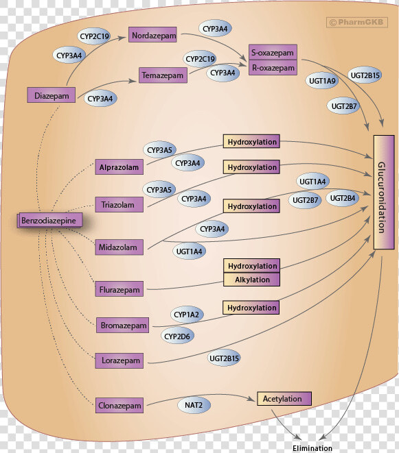 Benzodiazepine Metabolism Chart  HD Png DownloadTransparent PNG