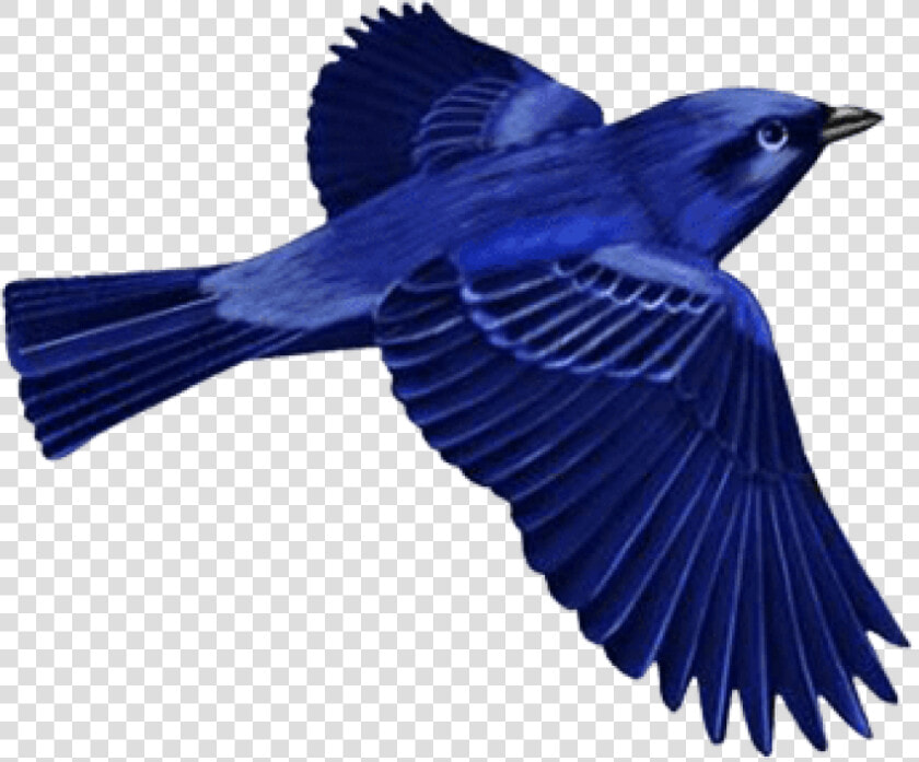 Download Dark Blue Bird Clip art Png Images Background   Dark Blue Bird Clipart  Transparent PngTransparent PNG