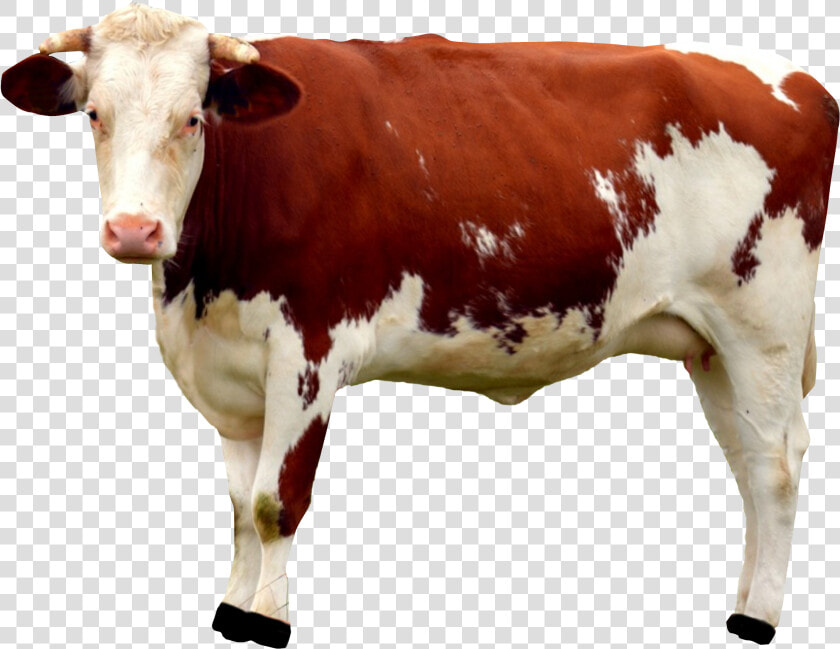 Cow Png Image   Cow Png  Transparent PngTransparent PNG