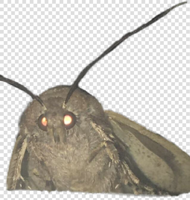  mothmeme Made A Template For This New Moth Meme So   Moth Meme Transparent Background  HD Png DownloadTransparent PNG