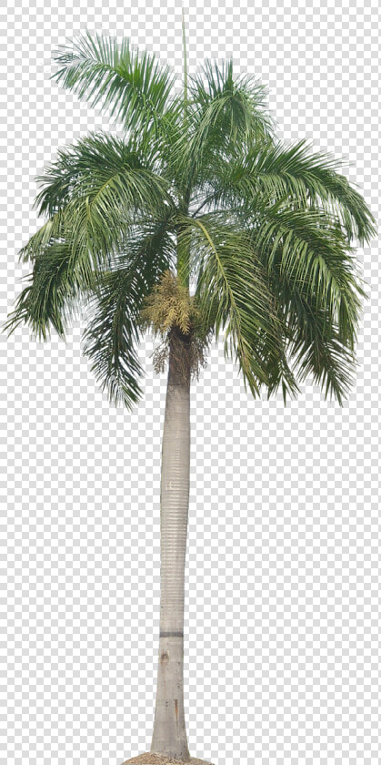 Palm Plant Png Tropical Plant Pictures Image   Transparent Background Palm Tree Png  Png DownloadTransparent PNG