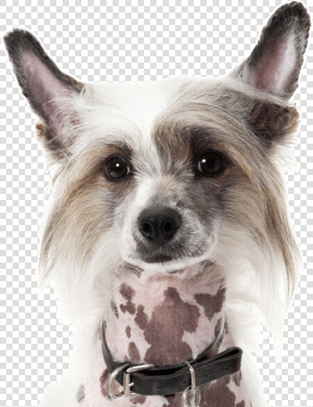 Chinese Crested Boston Terrier Mix  HD Png DownloadTransparent PNG