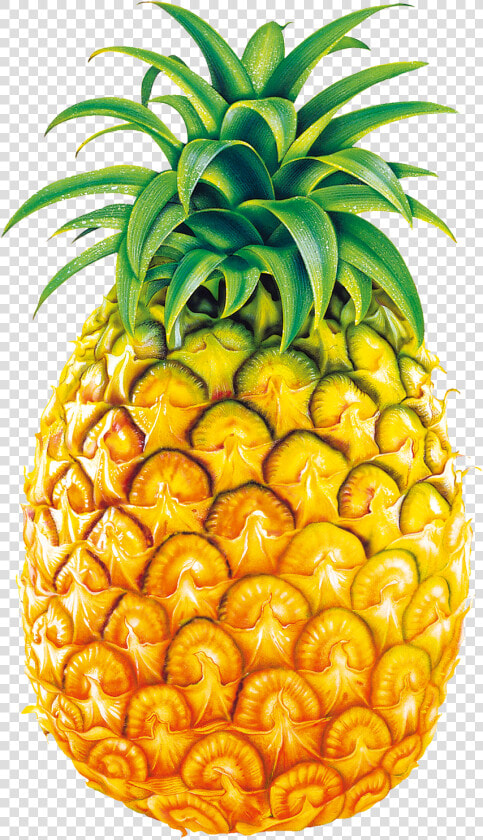 Transparent Pineapple Drawing Png   Legend Of Pineapple Summary  Png DownloadTransparent PNG