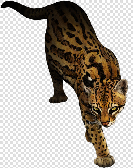 Ocelot Marbled Cat Animal Rottweiler  HD Png DownloadTransparent PNG