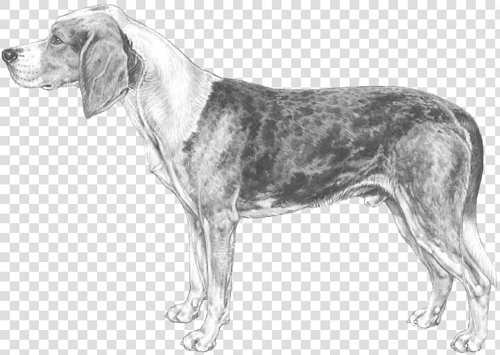 Beagle harrier  HD Png DownloadTransparent PNG