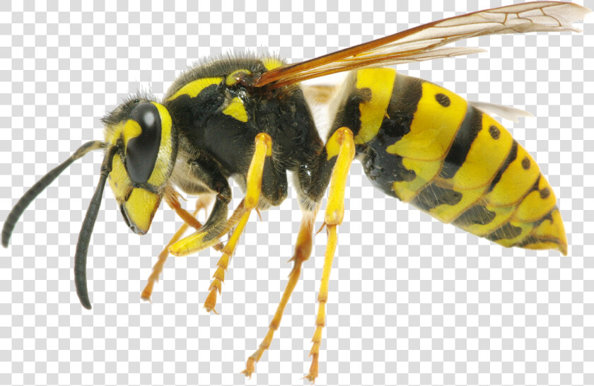 Hornet Png Clipart   Difference Between Wasp And Queen Bee  Transparent PngTransparent PNG