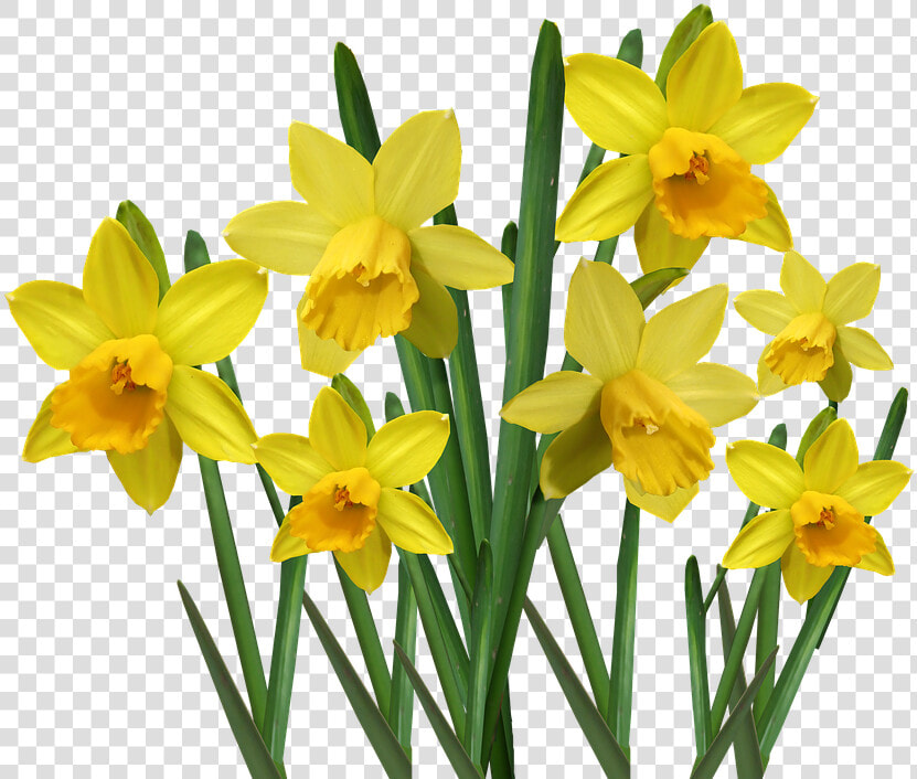 Daffodils  Bulbs  Flowers  Garden  Nature  Cut Out   Żonkile Png  Transparent PngTransparent PNG