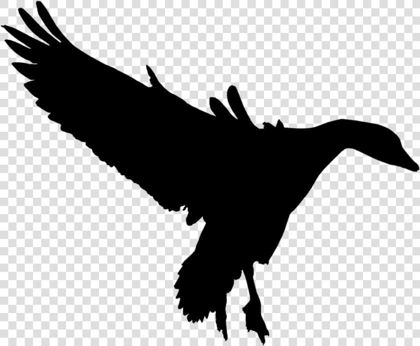 Duck Goose Fauna Feather Silhouette   Bird Of Prey  HD Png DownloadTransparent PNG